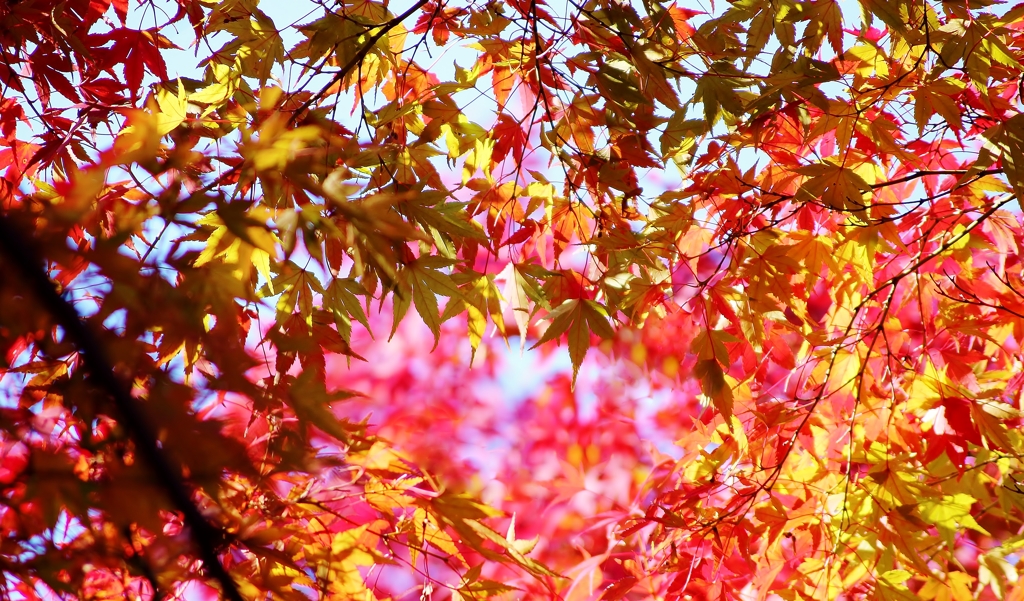 もみじの奥の紅葉