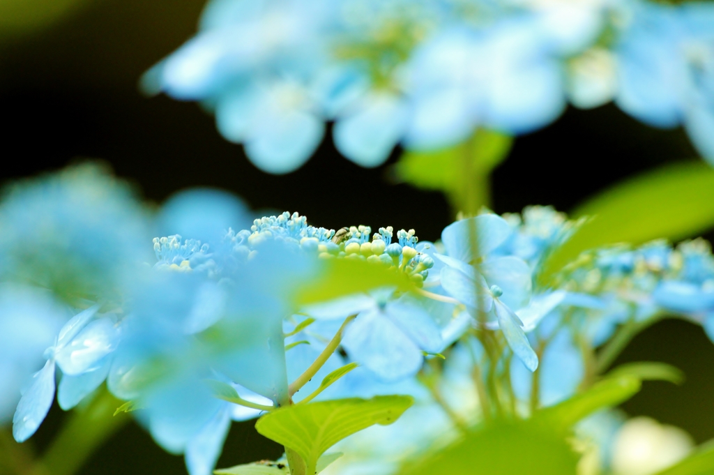 松江フォーゲルパークの紫陽花