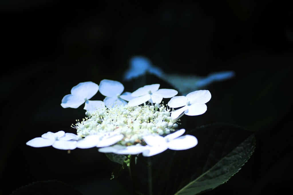 Floating in the Darkness