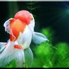 我が家の金魚Ⅰ