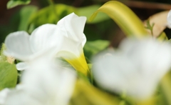 陽光に向かって