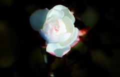 Glittering Rose