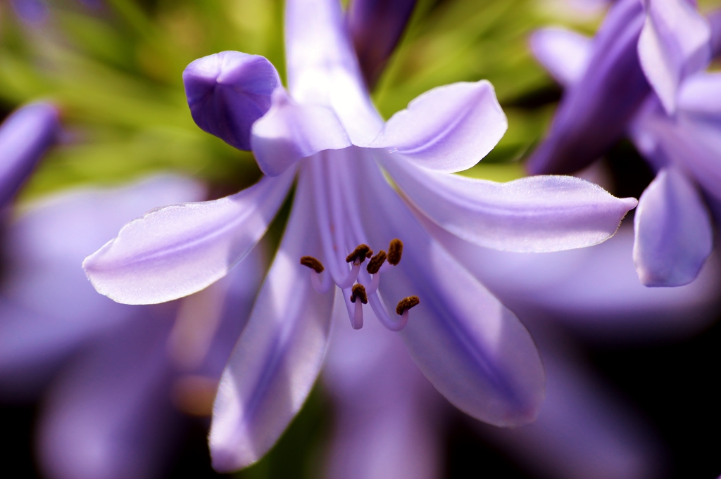 Agapanthus ♪ Sincere love ♪