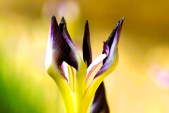 Before the irises bloom