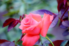 薔薇の薗_Ⅰ 薔薇の薗_Ⅰ