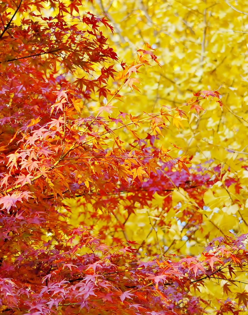 Even Ginkgo with Maple