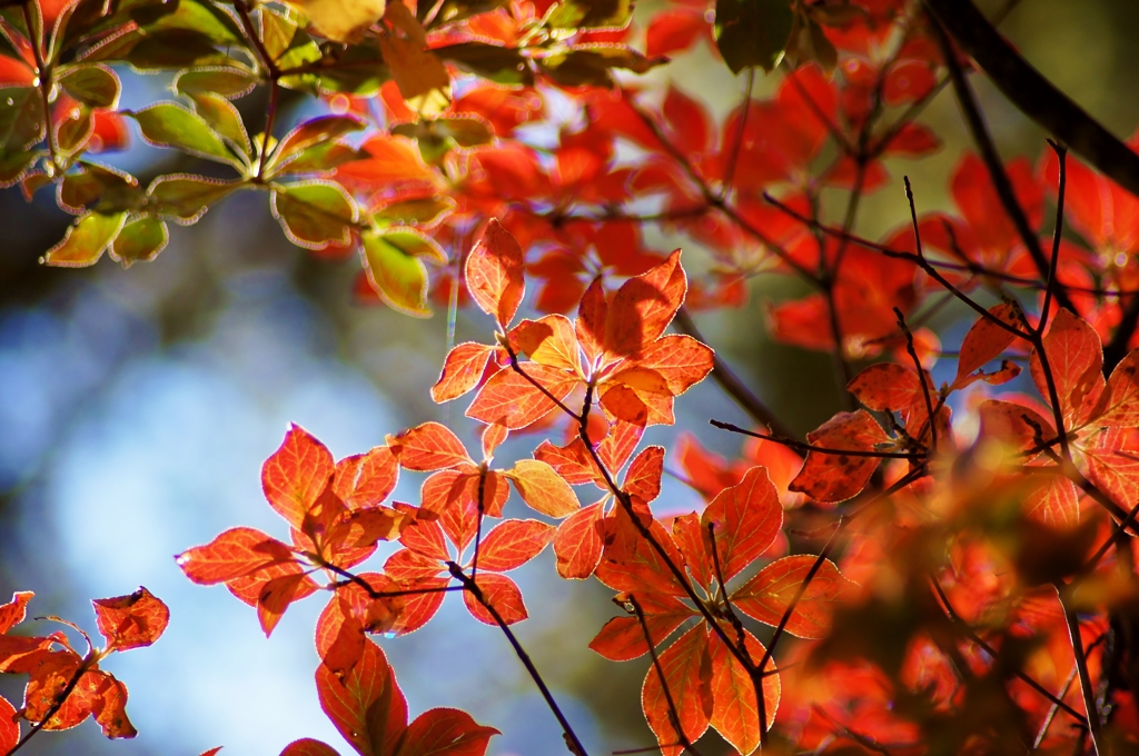 紅葉　蓼科_御泉水自然園 散策
