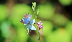 Butterfly's frolic Butterfly's frolic