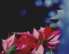 Merry X'mas