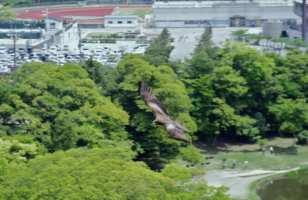 国宝 彦根城からの絶景 