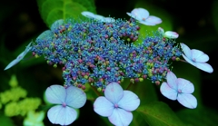 "Children's gatherings "　♪ こびと達の集い ♪