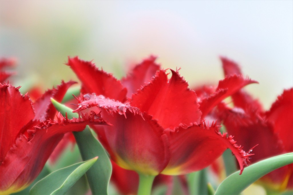 Red Tulip＿「愛の告白」