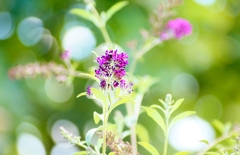 畦道で見つけた小さなお花