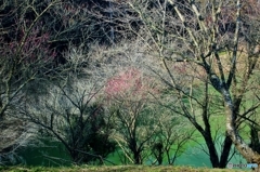 エメラルドグリーンの池に咲きかけの紅梅が。。♪