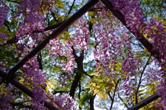 Wisteria blooming within square trellis