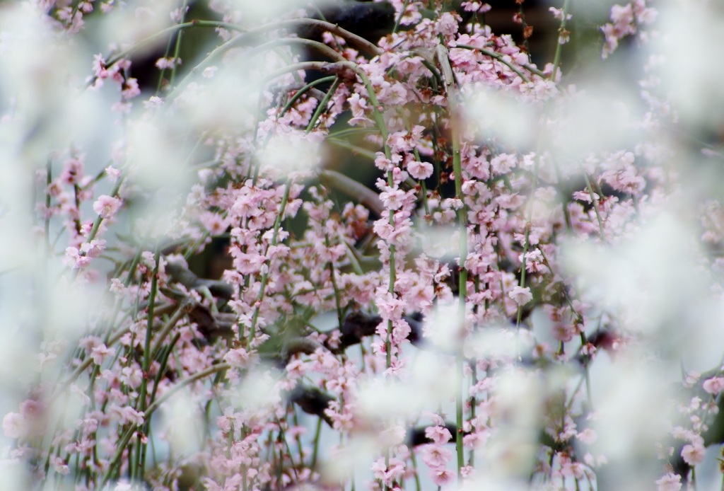 Plum blossoms♪♪ Last chance