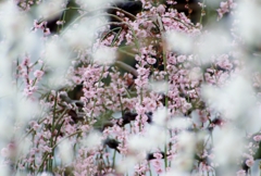 Plum blossoms♪♪ Last chance