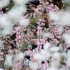 Plum blossoms♪♪ Last chance