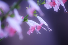 雨の雫　桃花コモンセージ