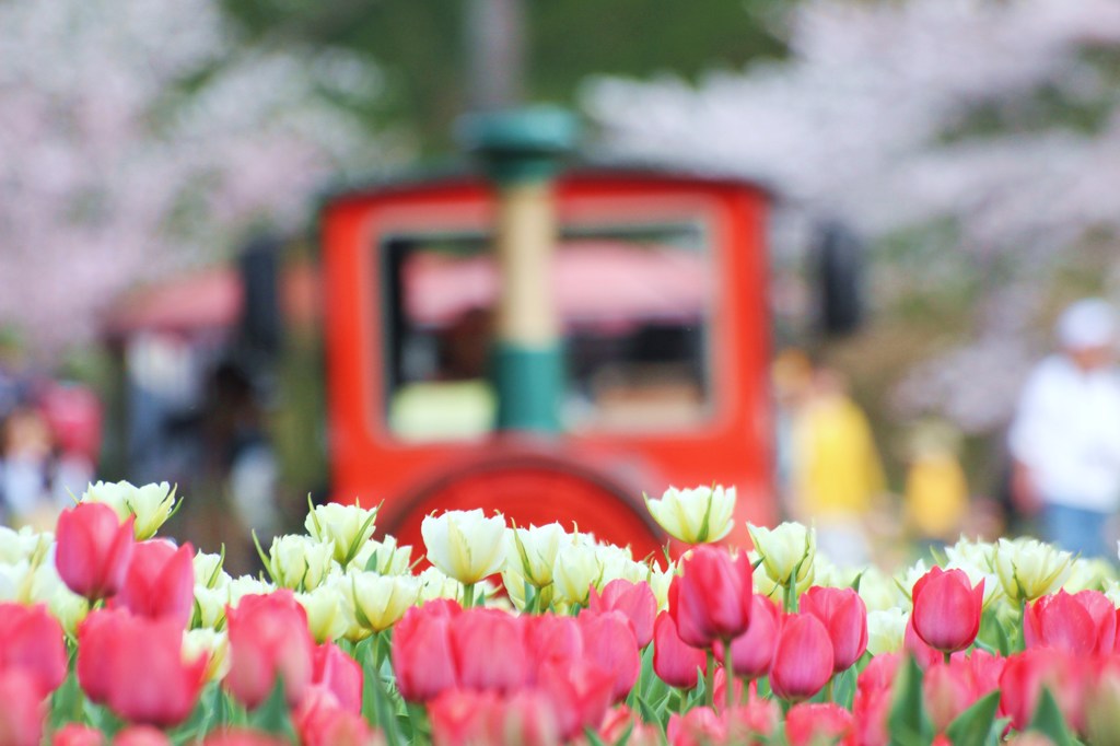 夢の子ども機関車が通る花園