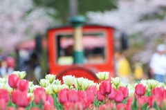 夢の子ども機関車が通る花園