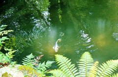 Carp of silver in pond