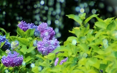 Hydrangea that takes shower