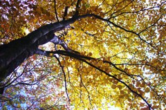 蓼科_御泉水自然公園の黄葉
