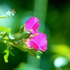 小さな野草