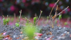 彩に守られて..新芽♪