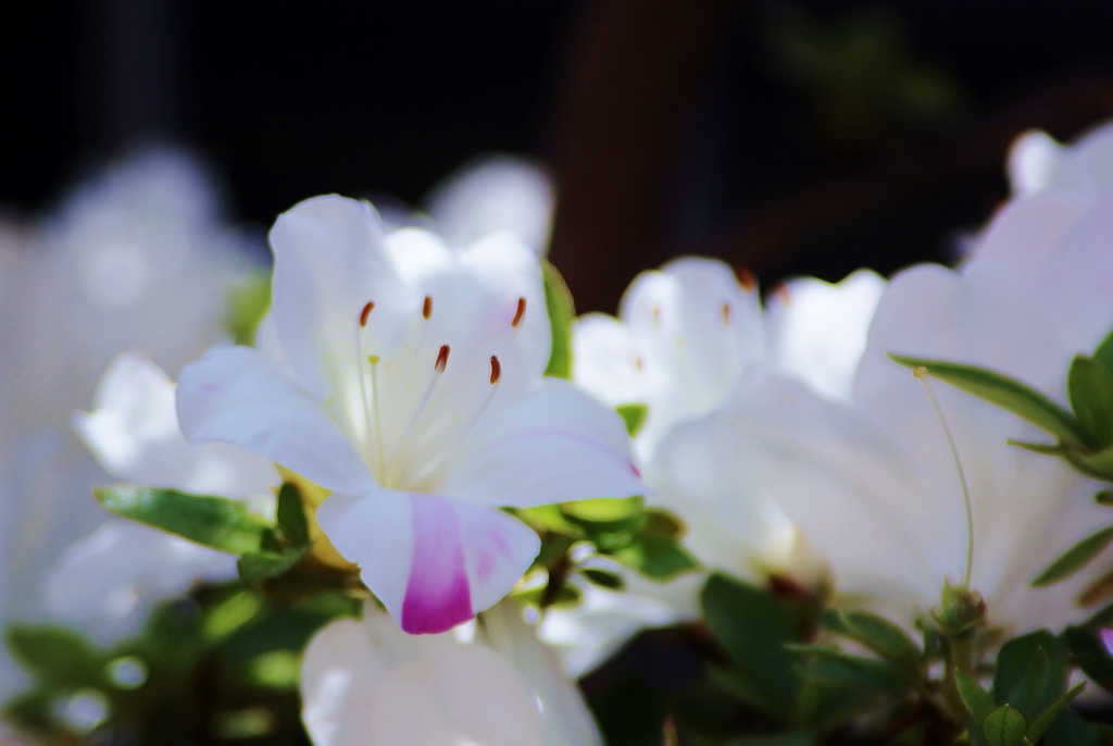 ”安らぎと癒しの空間” 