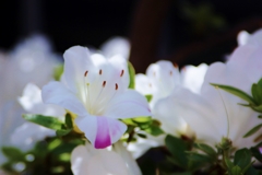 ”安らぎと癒しの空間” 