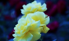 Lamplight of rose " 妖しさ”