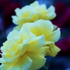 Lamplight of rose " 妖しさ”