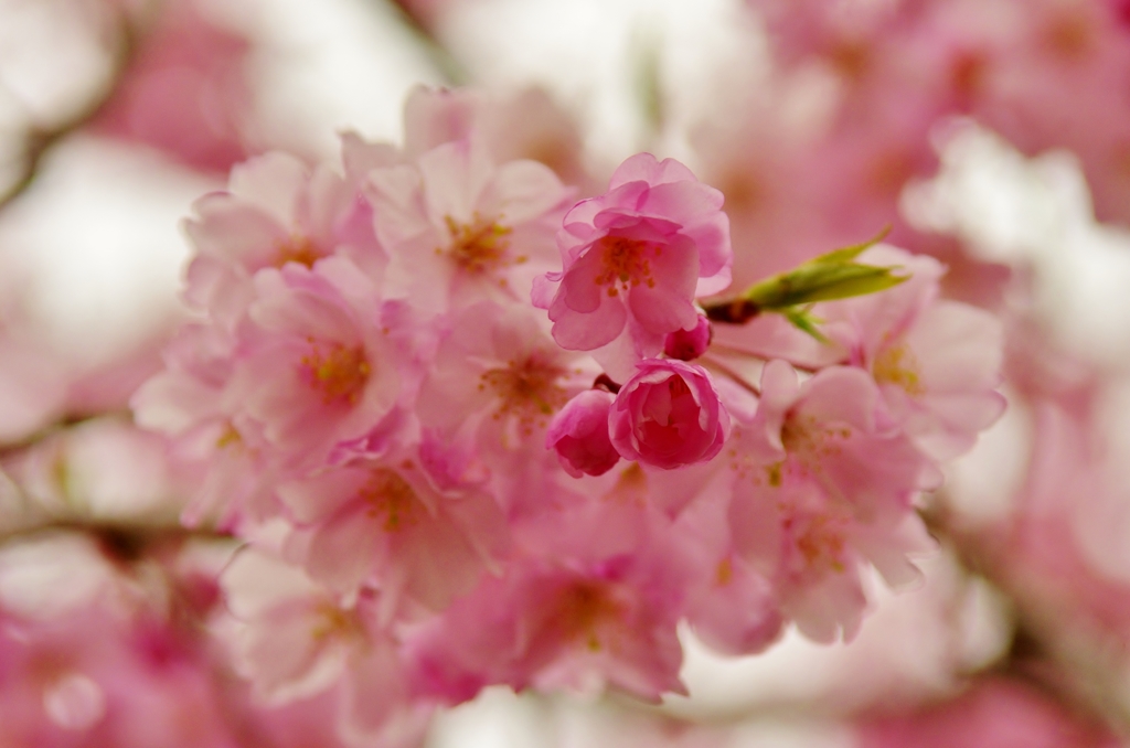 Eightfold cherry blossoms 八重桜に魅了され