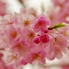 Eightfold cherry blossoms 八重桜に魅了され