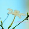 見知らぬ花言葉