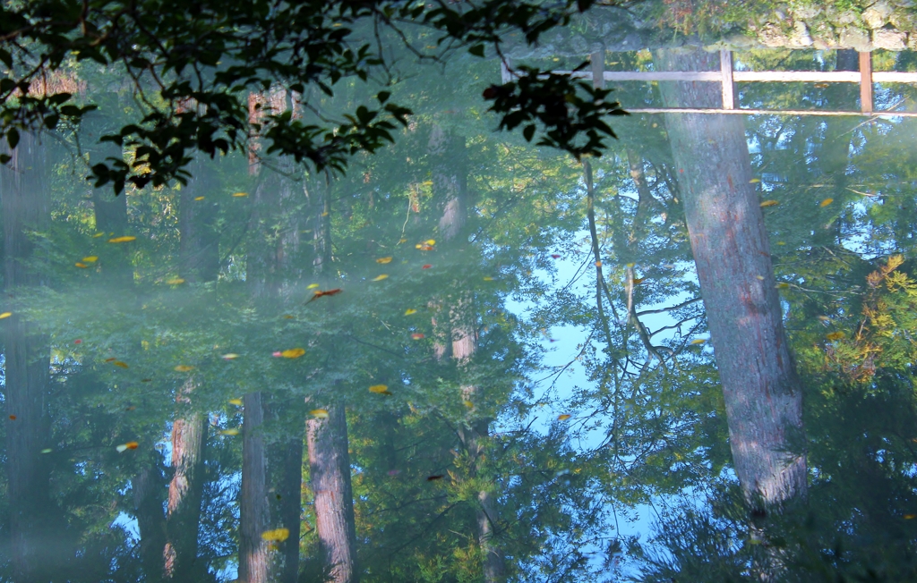 外宮の”亀池”