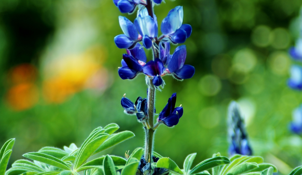 Texas bluebonnet Mother's love