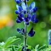 Texas bluebonnet Mother's love