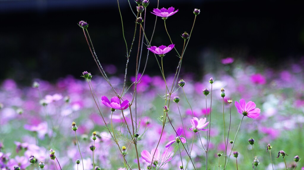 Cosmos facing up