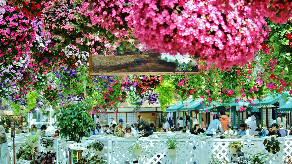 Gorgeousnessですね♪ Impatiens walleriana開花♪