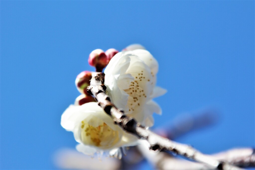 Early Blooming White Plum Ⅰ