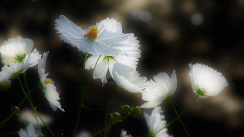 white cosmos was dancing