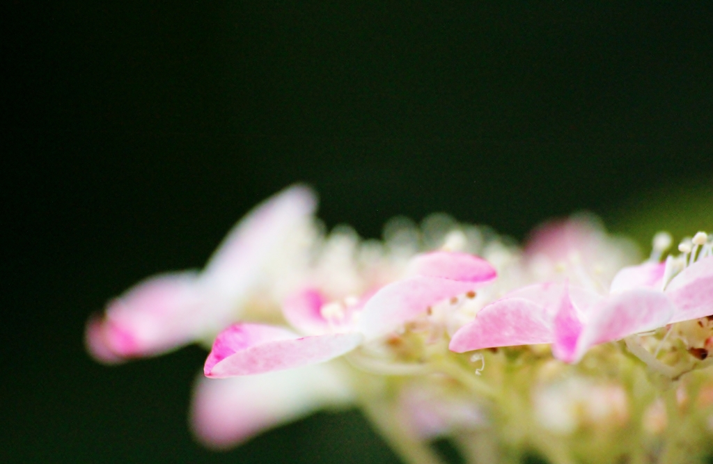 長法寺の紫陽花