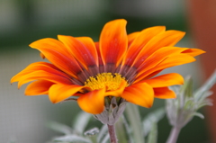 The flowers in the garden have bloomed!