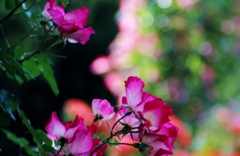♪ 蔓薔薇の薗 ♪　Garden of climbing rose