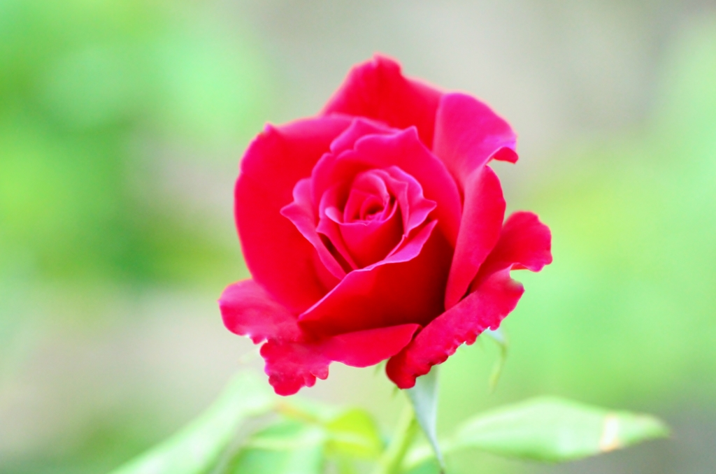 Whistle of rose