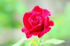 Whistle of rose Whistle of rose