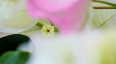 蕊がFlower petal に魅了されて